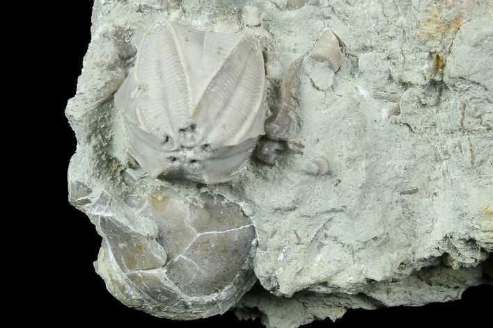 Blastoid (Pentremites) Fossil - Illinois #184112